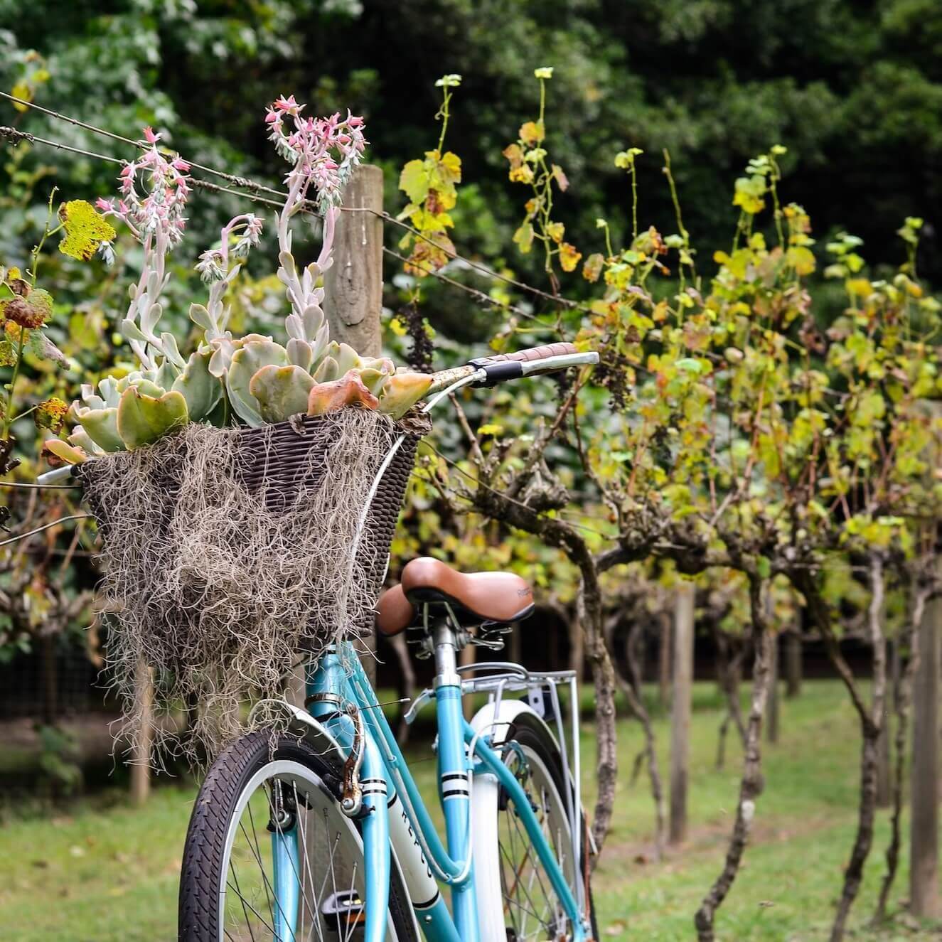 A bright blue bike leans against a post with a vineyard in the background